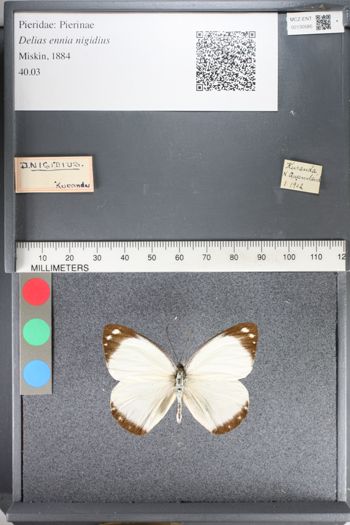Media type: image;   Entomology 130585